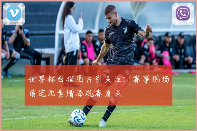 世界杯白猫图片引关注：赛事现场萌宠元素增添观赛看点